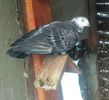 Cuca #