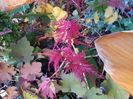 Acer Seiryu