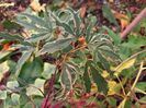 Acer Buterfly