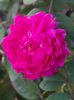 Rose de recht