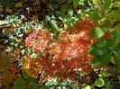 Acer Seiryu