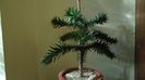 Araucaria araucana