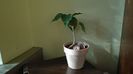 Ficus religiosa