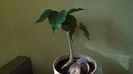 Ficus religiosa