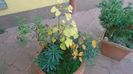 Arbore de stafide (Amelanchier lamarckii) & Ginkgo biloba & Paducel (Crataegus monogyna)