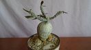 Euphorbia suzannae-marnierae