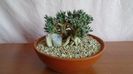 Trichodiadema densum
