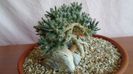 Trichodiadema densum
