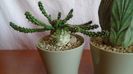 Grup de 3 Euphorbia: flanaganii, obesa & tubiglans
