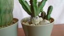Grup de 3 Euphorbia: flanaganii, obesa & tubiglans