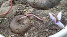 Cyclamen repandum + Pungitopo, regiunea muntoasa din N. Italiei