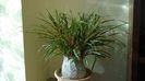 Beaucarnea recurvata (Nolina)