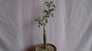 Bursera fagaroides