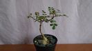 Pachycormus discolor