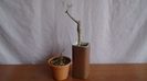 Boswellia neglecta, RM 565 & Commiphora kraeuseliana