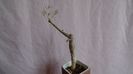 Commiphora kraeuseliana