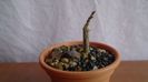 Boswellia neglecta, RM 565