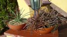 Dickia sp.