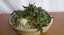 Euphorbia decaryi