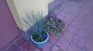 Yucca rostrata, Portulacaria afra & Haworthia glabrata