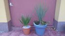 Yucca rostrata & Dracaena draco
