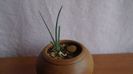 Dracaena serrulata, Yemen, Oman