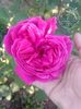 trandafir dulceata catarator cu inflorire in etape2