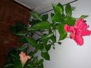 Floare batuta, culoare ciclam(roz inchis).