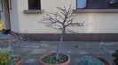 Liquidambar styraciflua