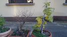 Rodiu & Smochin (Ficus carica)