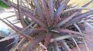 Dyckia sp. in culori de toamna