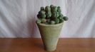 Euphorbia daisymontana (obesa x tubiglans)