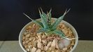 Agave utahensis