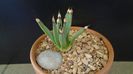 Agave albopilosa