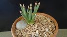 Agave albopilosa
