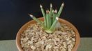Agave albopilosa