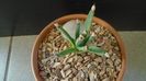 Agave albopilosa