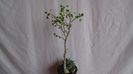 Euphorbia cylindrifolia & Euphorbia misera