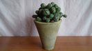 Euphorbia daisymontana (obesa x tubiglans)
