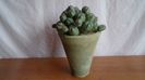 Euphorbia daisymontana (obesa x tubiglans)