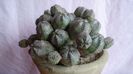 Euphorbia daisymontana (obesa x tubiglans)