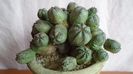 Euphorbia daisymontana (obesa x tubiglans)