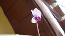 Cyclamen repandum + Pungitopo, regiunea muntoasa din N. Italiei