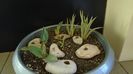 Lastari de agave: striata f. minima, gypsophila, parryi f. minima