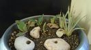 Lastari de agave: striata f. minima, gypsophila, parryi f. minima