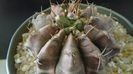 Gymnocalycium sp., inceput de cristatie?