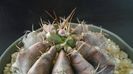 Gymnocalycium sp., inceput de cristatie?