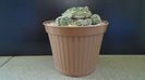 Gymnocalycium bruchii v. brigittae, Taninga, Argentina