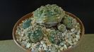 Gymnocalycium bruchii v. brigittae, Taninga, Argentina