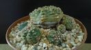 Gymnocalycium bruchii v. brigittae, Taninga, Argentina
